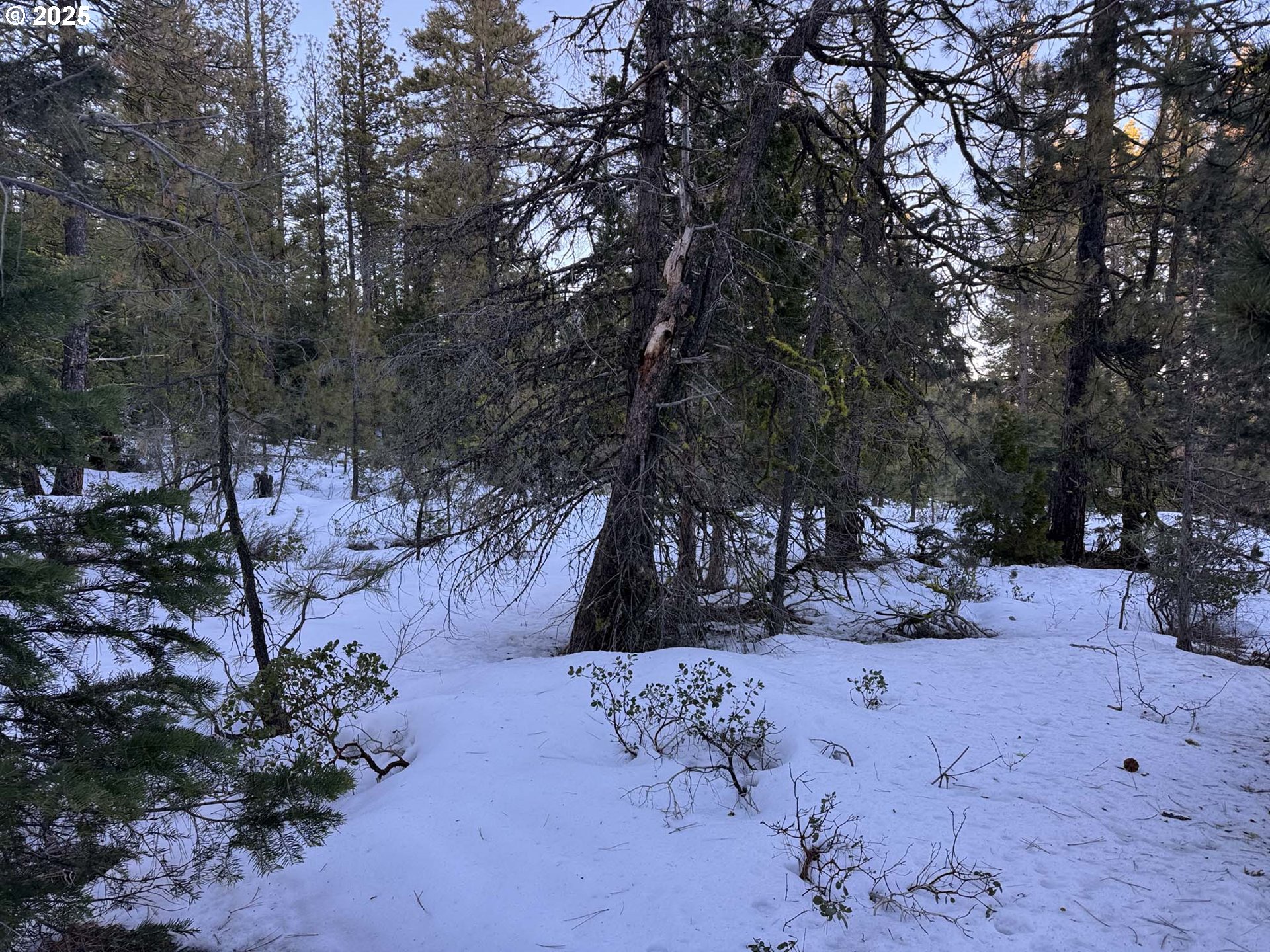 Horned Owl Lane Bonanza, OR 97623 - Photo 12 of 40 a view of a yard covered with snow in back