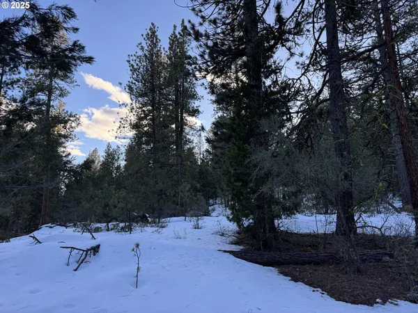 a view of a backyard with a tree