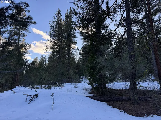 a view of a backyard with a tree