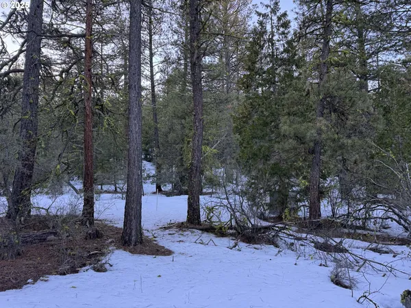 a backyard of a house with trees and outdoor space
