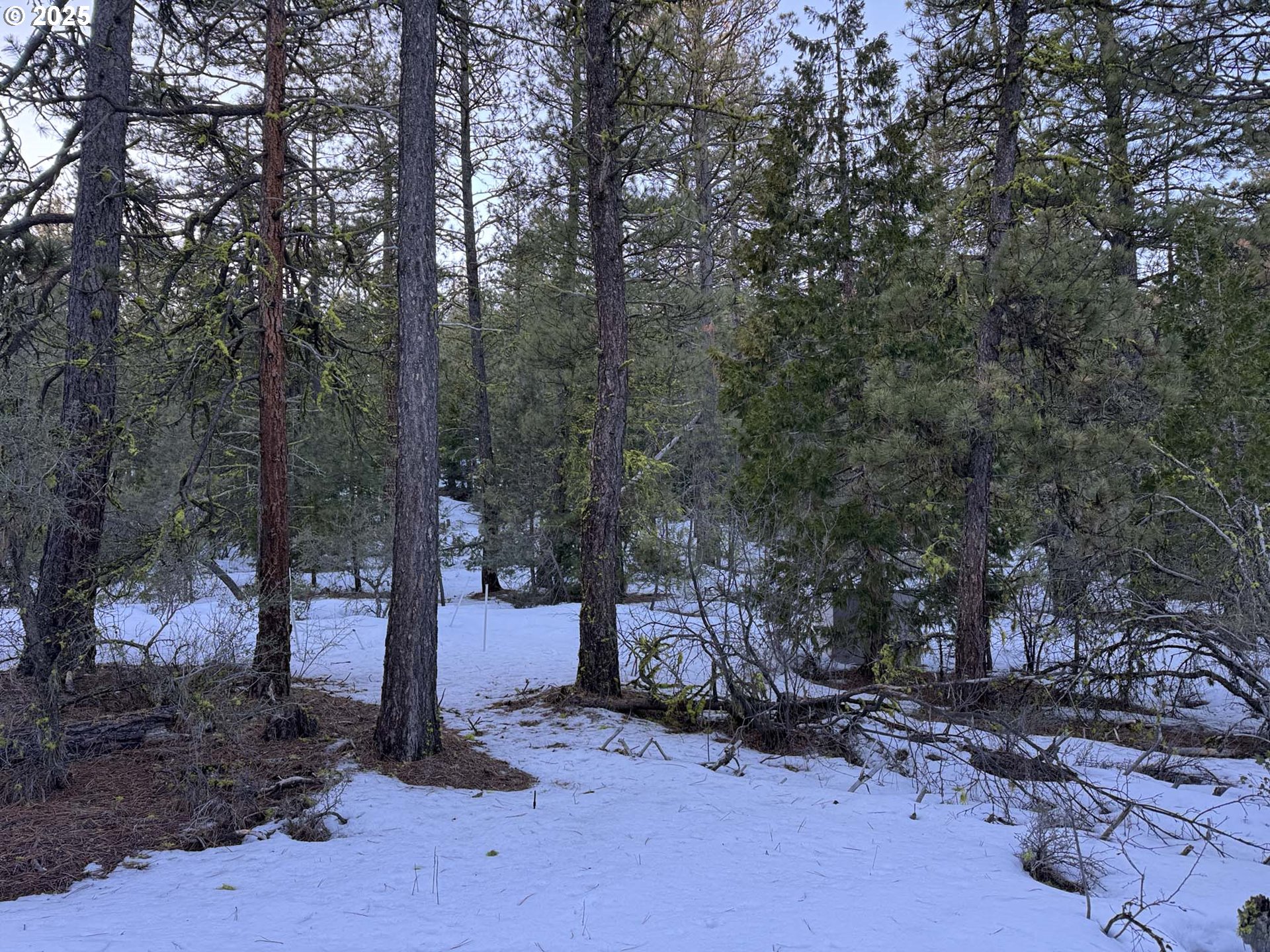 Horned Owl Lane Bonanza, OR 97623 - Photo 14 of 40 a backyard of a house with trees and outdoor space