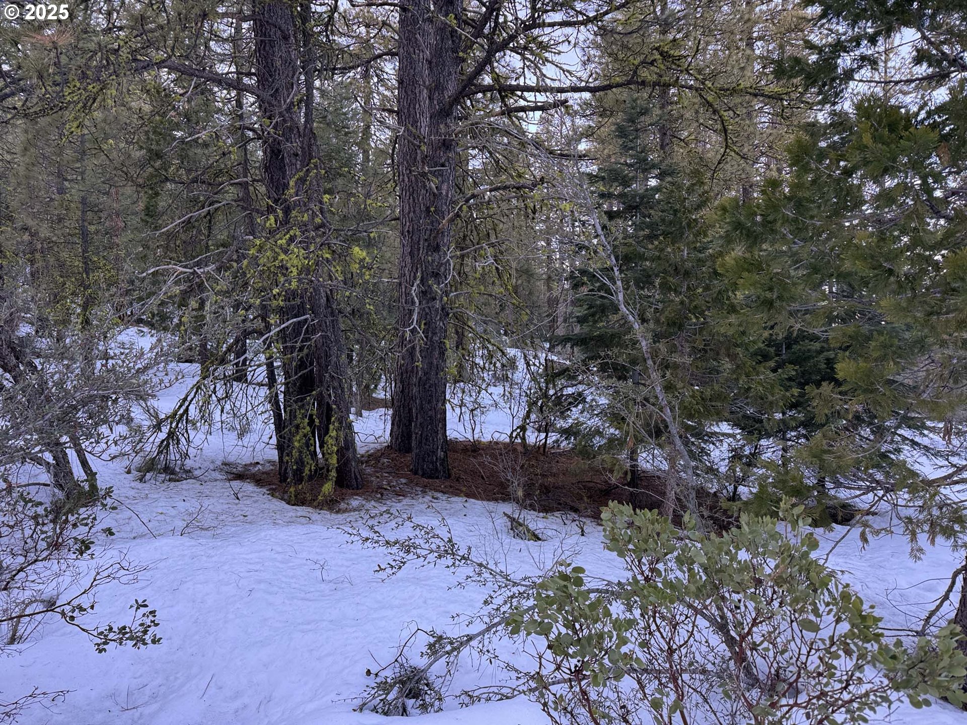 Horned Owl Lane Bonanza, OR 97623 - Photo 15 of 40 a backyard of a house with lots of green space