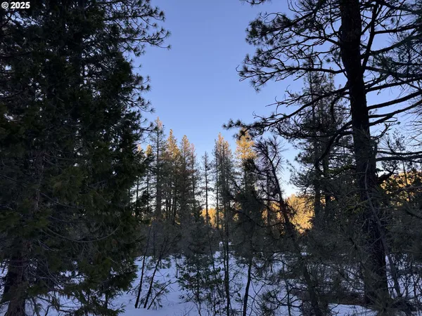 a view of tree