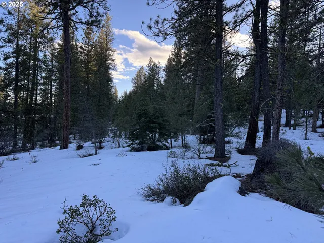 a view of a park with large trees