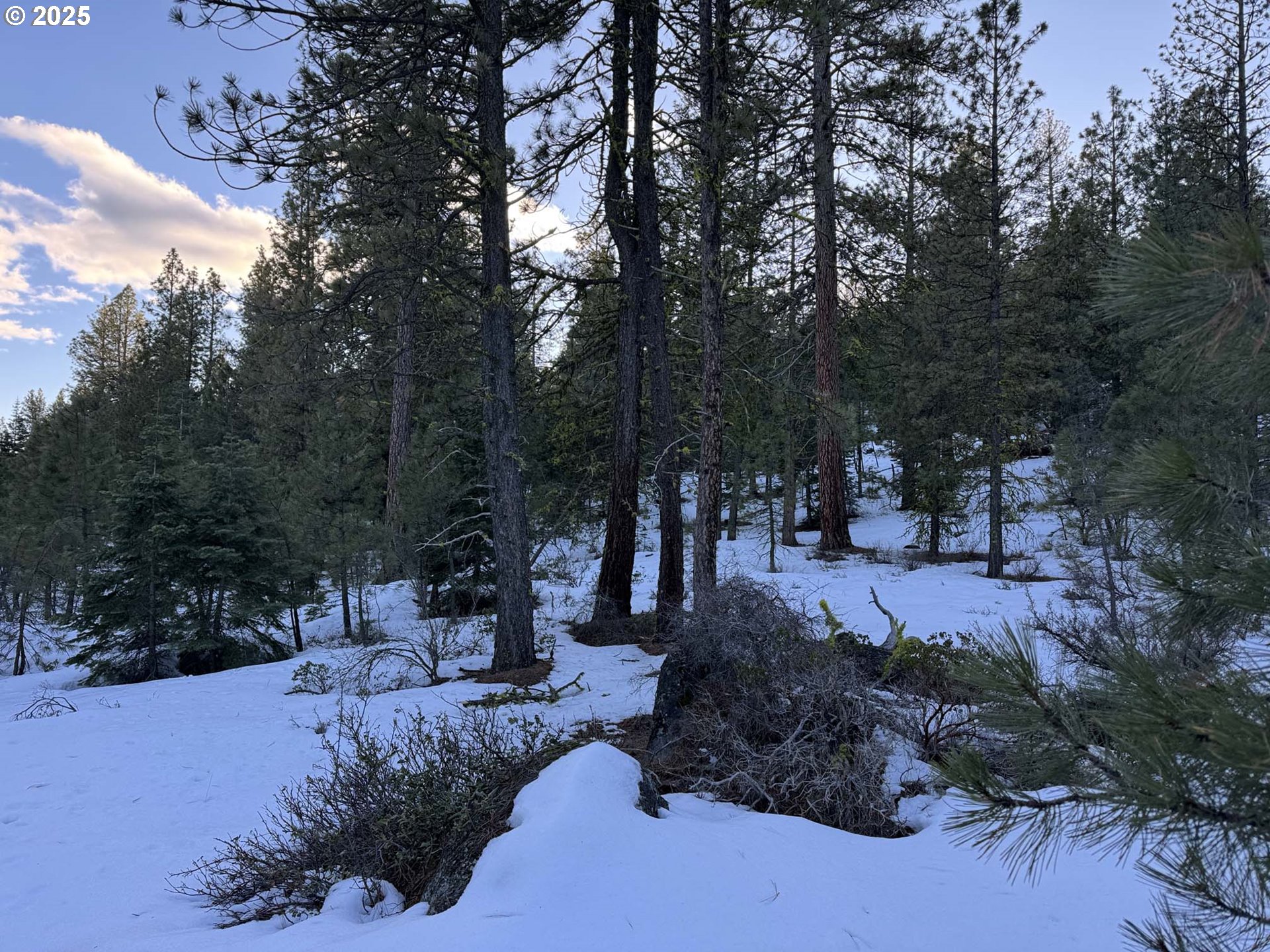 Horned Owl Lane Bonanza, OR 97623 - Photo 19 of 40 a view of a park with large trees