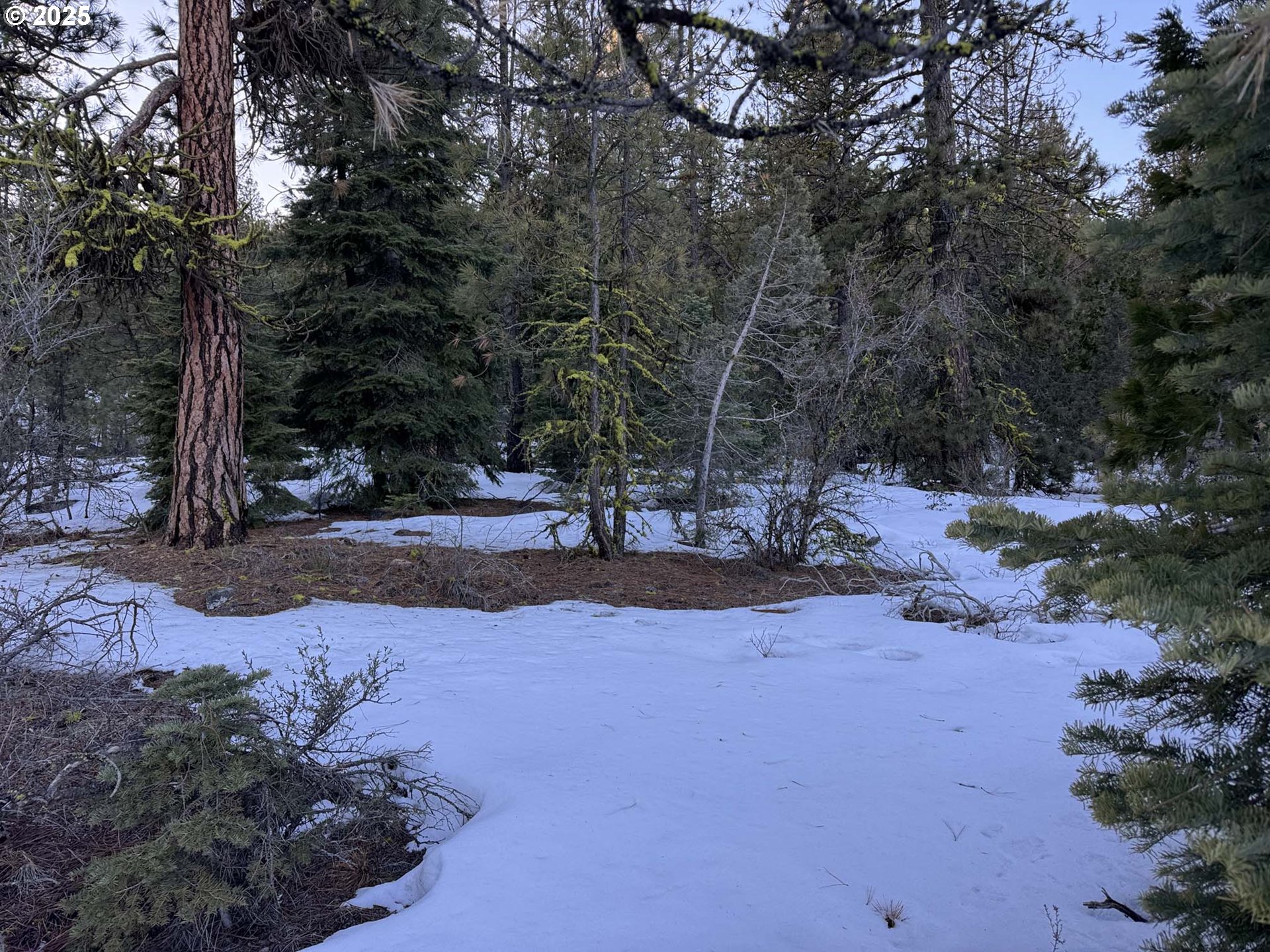 Horned Owl Lane Bonanza, OR 97623 - Photo 2 of 40 a view of outdoor space with trees