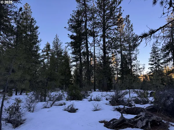 a backyard of a house with lots of trees