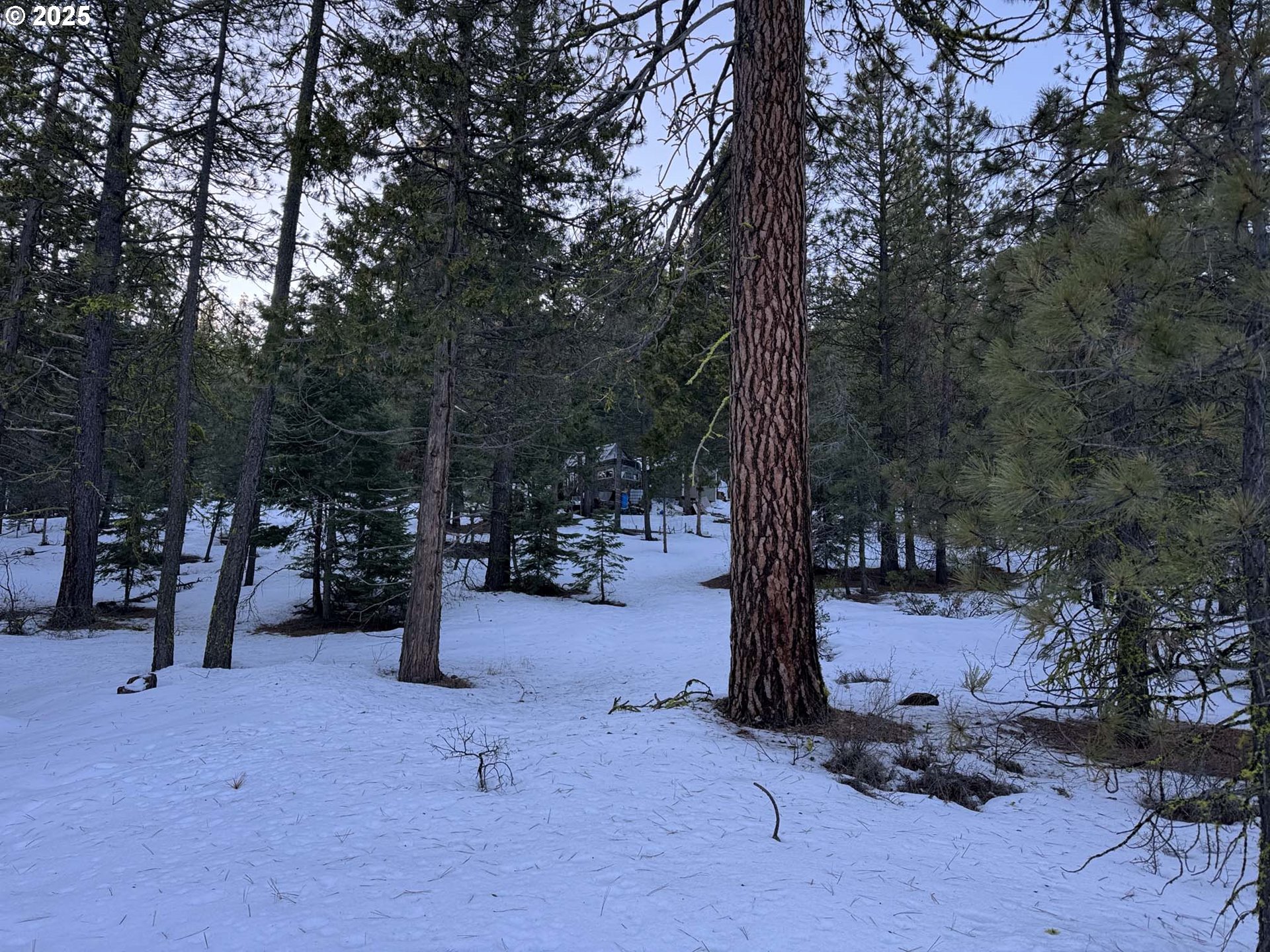 Horned Owl Lane Bonanza, OR 97623 - Photo 22 of 40 a backyard of a house with lots of trees