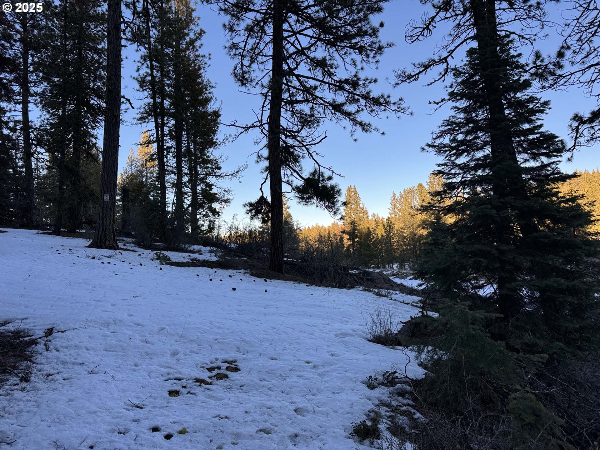 Horned Owl Lane Bonanza, OR 97623 - Photo 25 of 40 a view of outdoor space with trees
