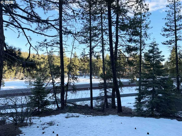 a row of trees and fire pit in the row