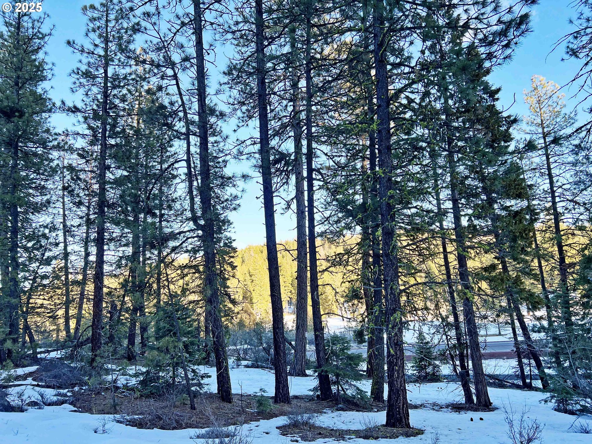 Horned Owl Lane Bonanza, OR 97623 - Photo 29 of 40 a view of outdoor space with trees