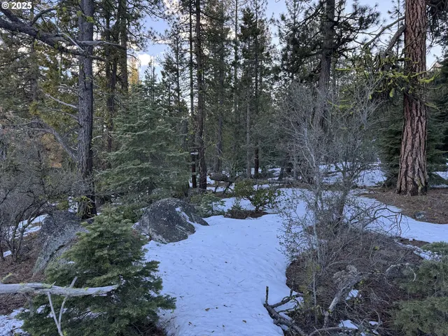 a view of a park with large trees