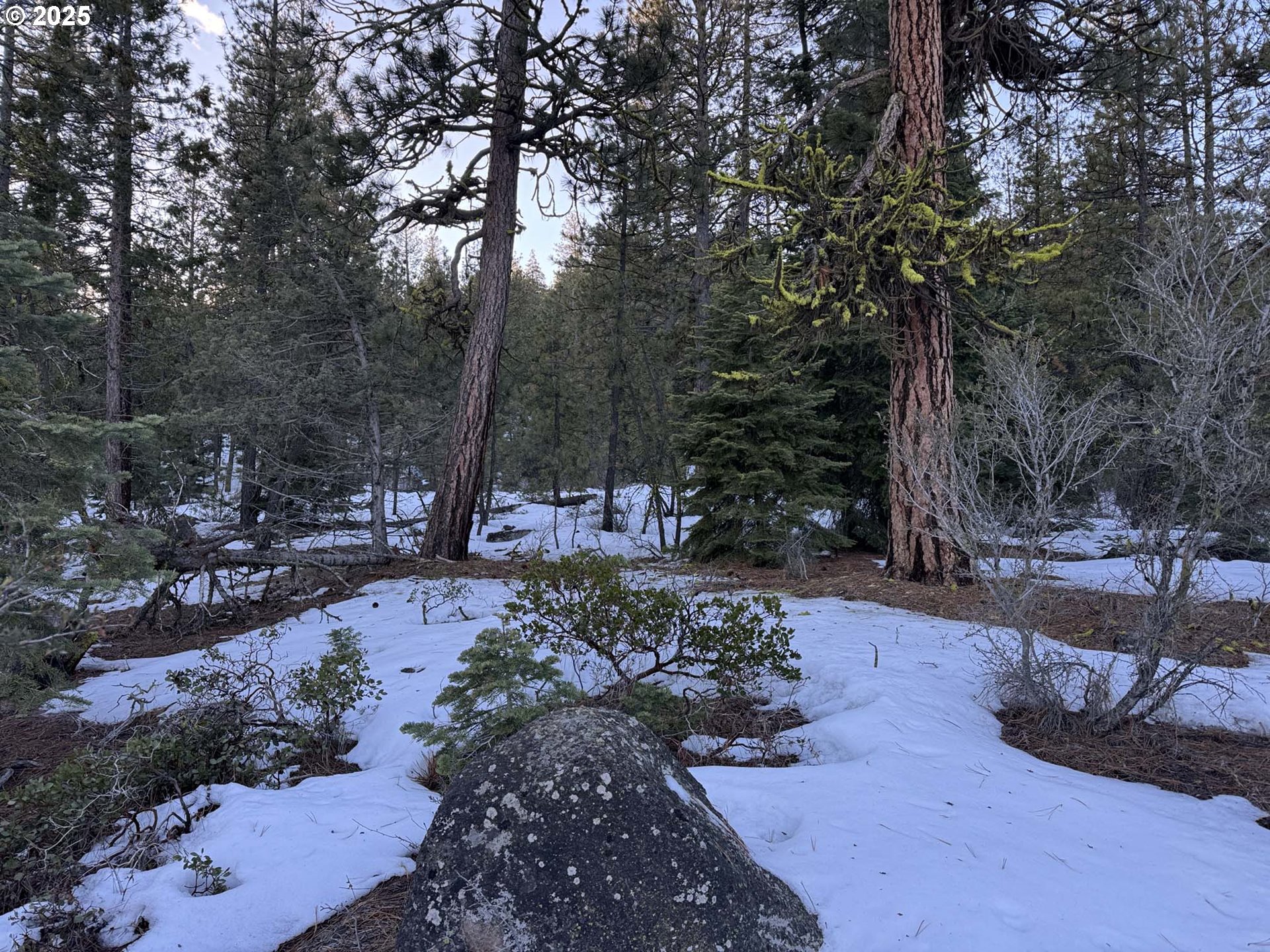 Horned Owl Lane Bonanza, OR 97623 - Photo 4 of 40 a view of a park with large tree