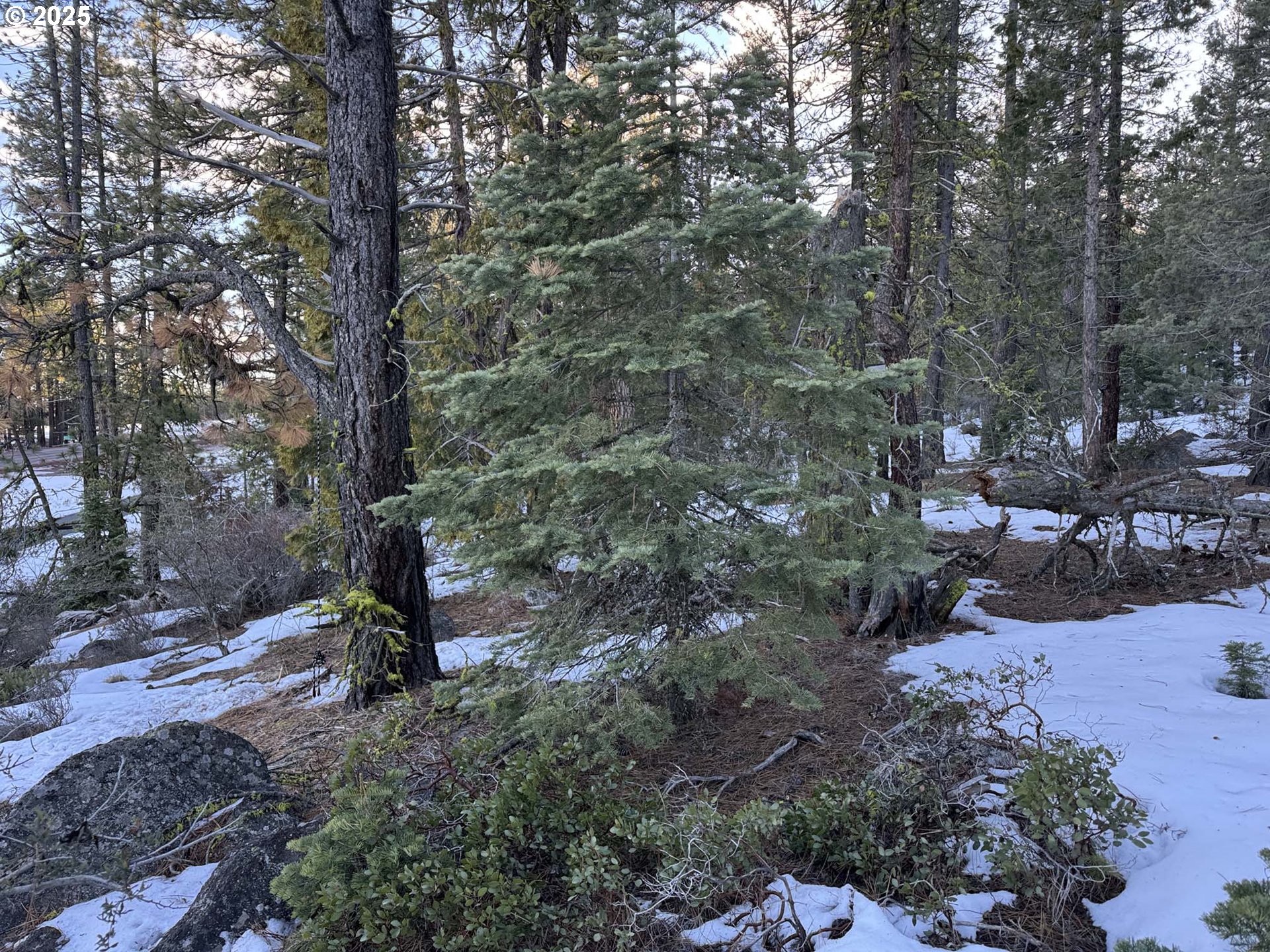 Horned Owl Lane Bonanza, OR 97623 - Photo 5 of 40 a view of outdoor space