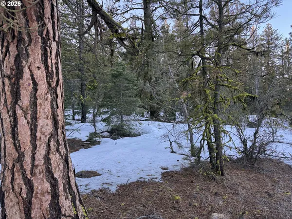 a view of a forest filled with trees