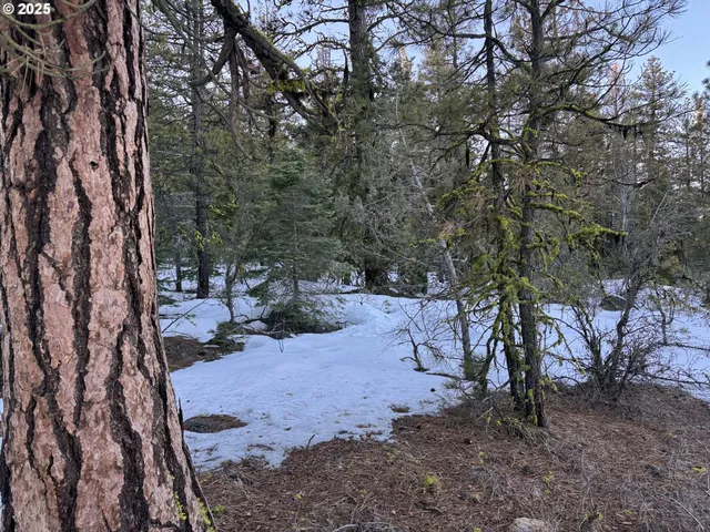 a view of a forest filled with trees