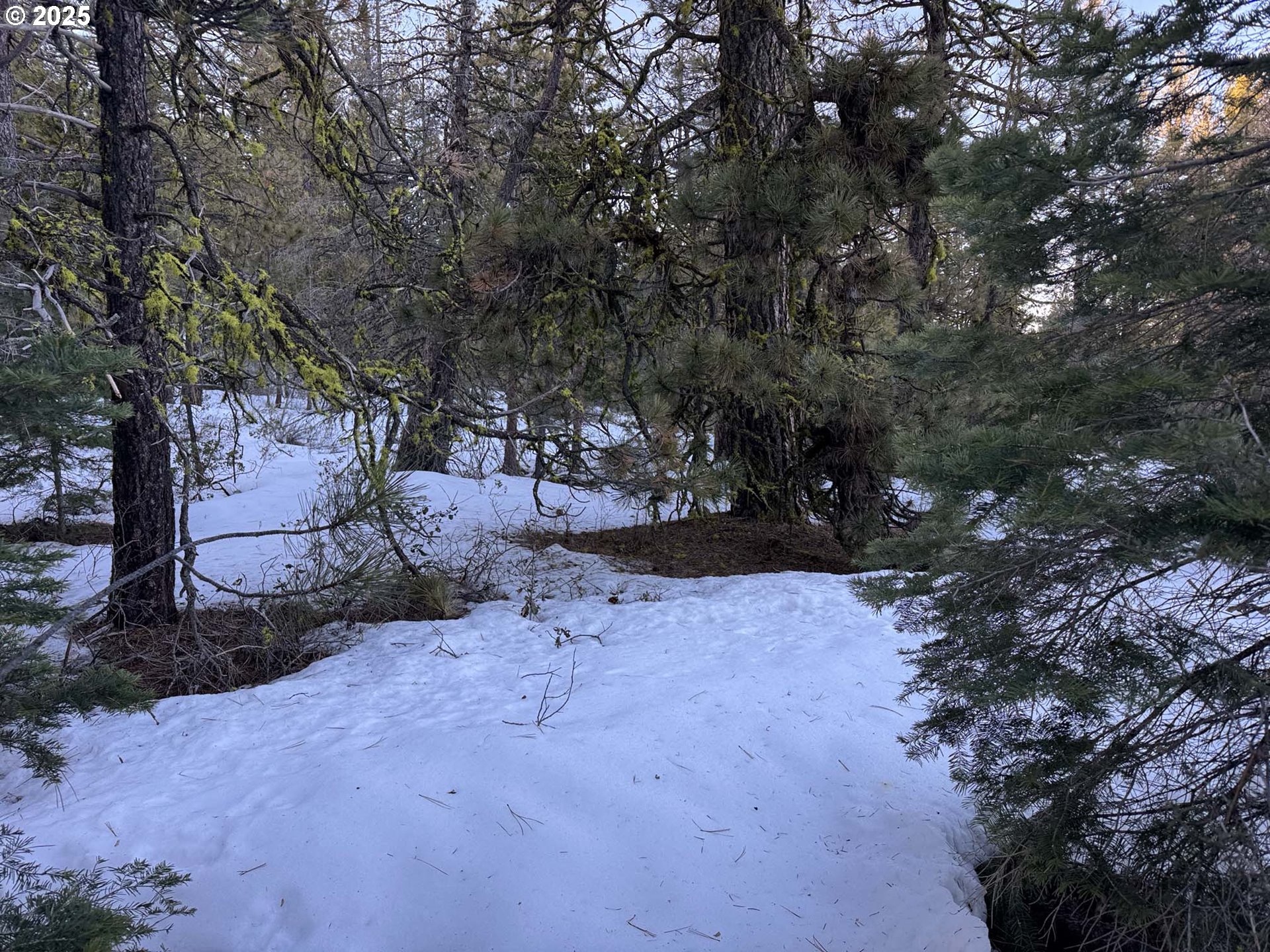 Horned Owl Lane Bonanza, OR 97623 - Photo 9 of 40 a view of backyard and tree