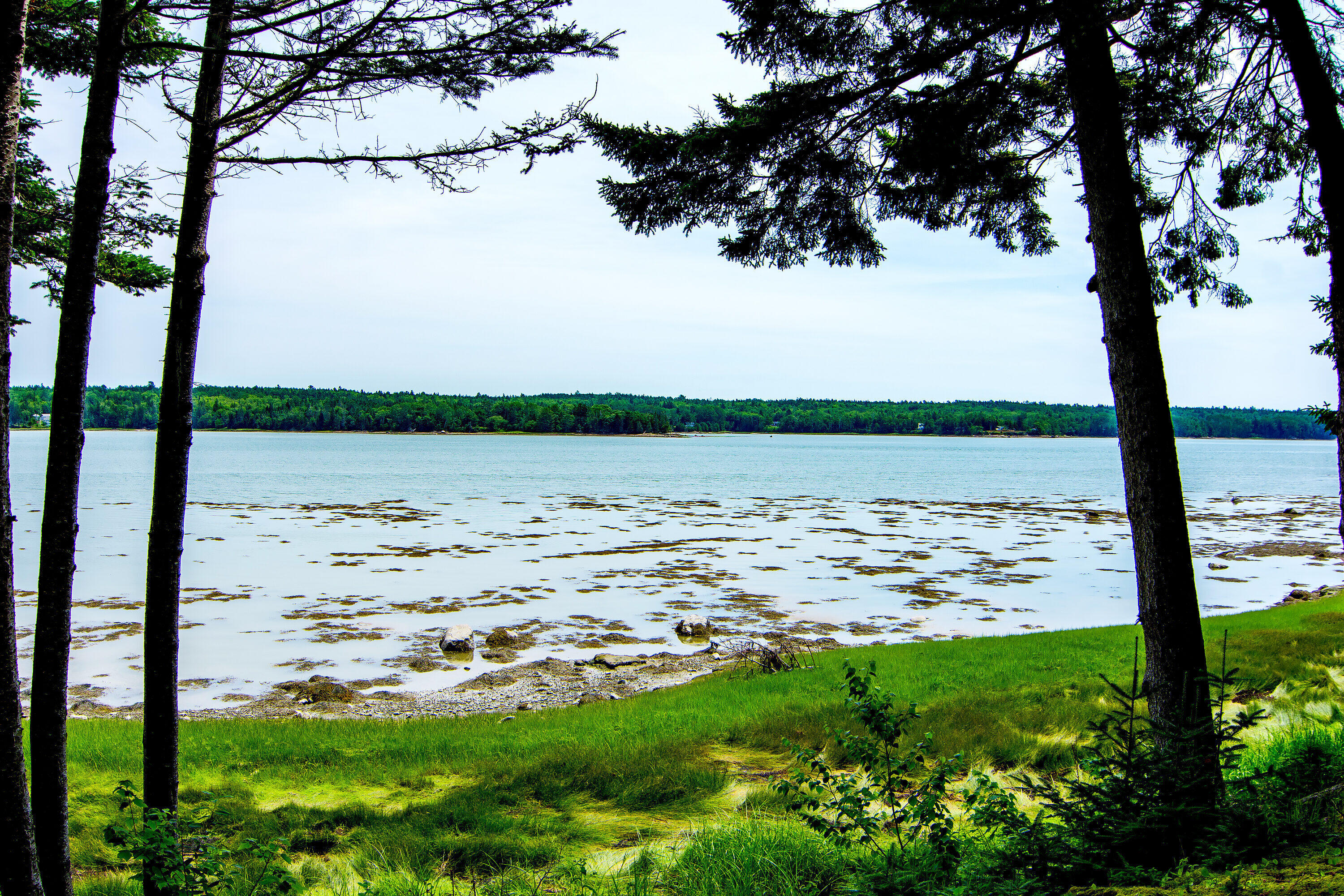 134 Redding Road Gouldsboro, ME 04607 - Photo 28 of 47 134 Redding Fiddlehead ext ocean's edge