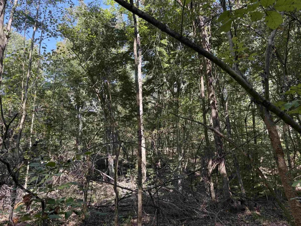 a view of forest