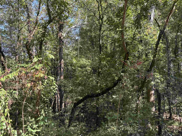a view of a tree in a yard