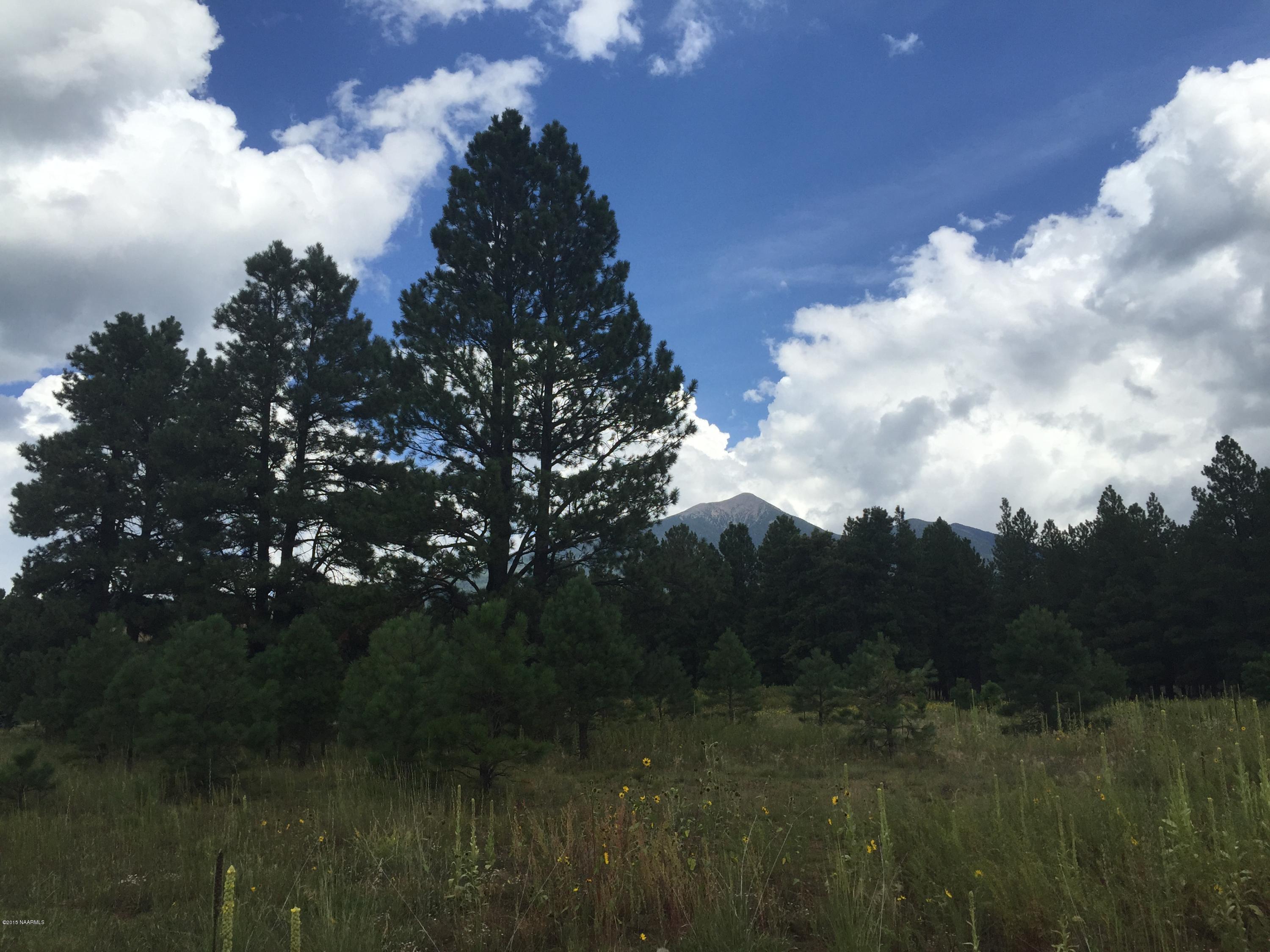 8875 North Snow Bowl Ranch Road Flagstaff, AZ 86001 - Photo 4 of 11 Mature Pines