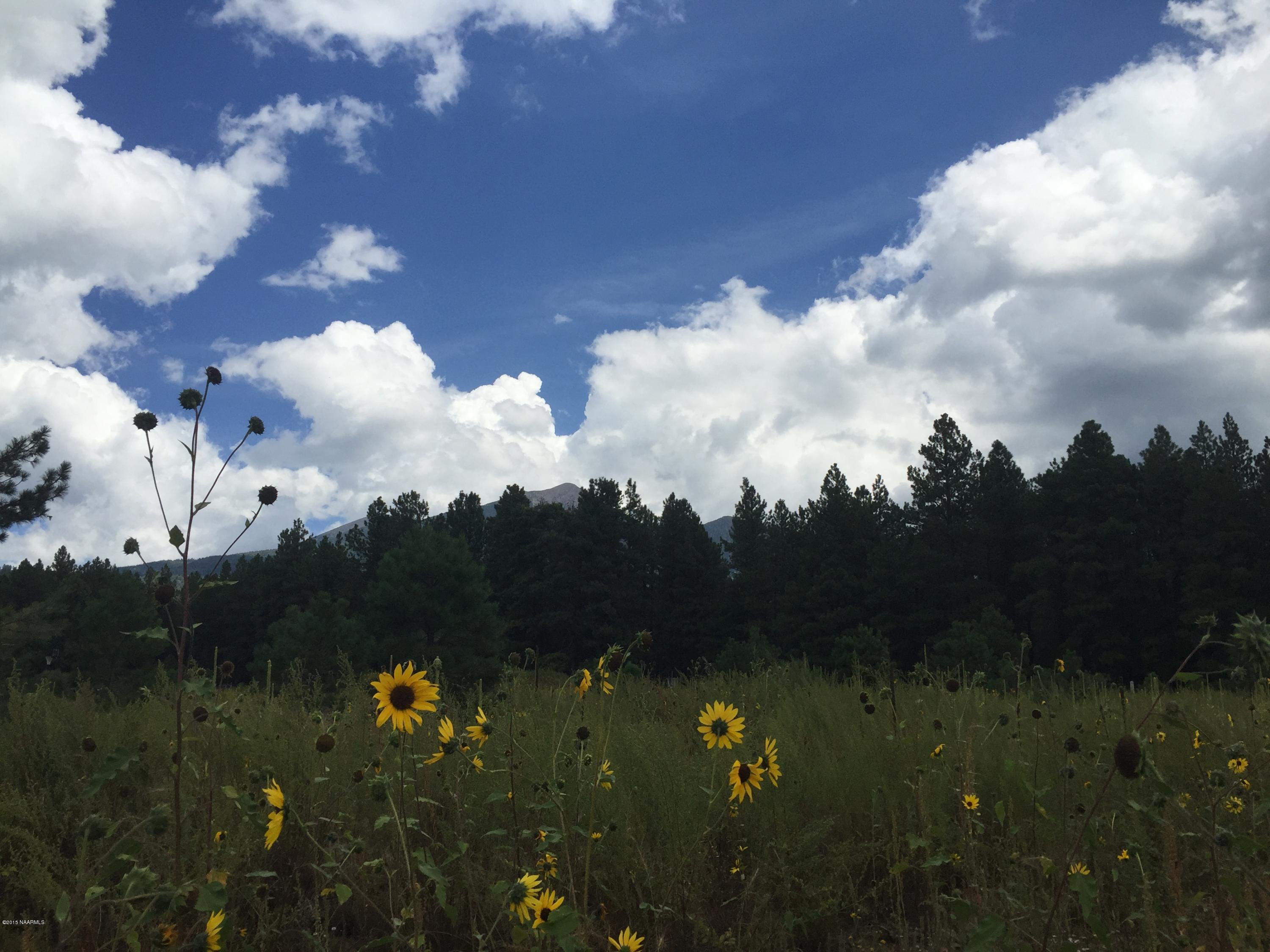 8875 North Snow Bowl Ranch Road Flagstaff, AZ 86001 - Photo 5 of 11 Mountain Flowers