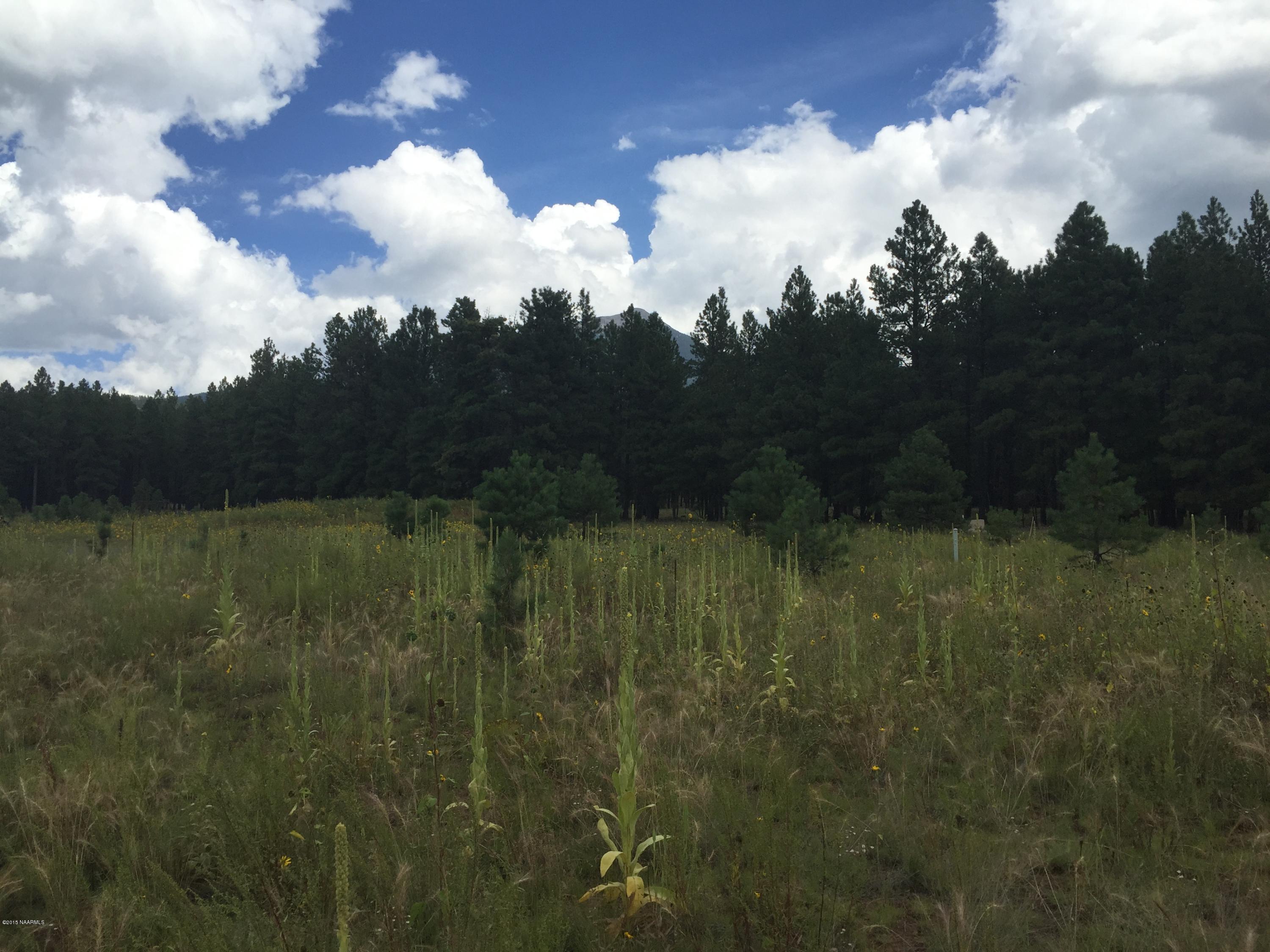 8875 North Snow Bowl Ranch Road Flagstaff, AZ 86001 - Photo 6 of 11 Tree line