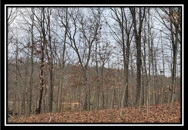 35816 Buck Run Road, Unit TRACT 11 Langsville, OH 45741 - Photo 24 of 31 image024