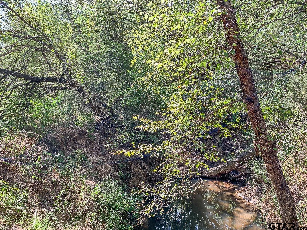 4450 Southwest County Road 3010 Mount Vernon, TX 75457 - Photo 25 of 39 a view of a tree in a yard