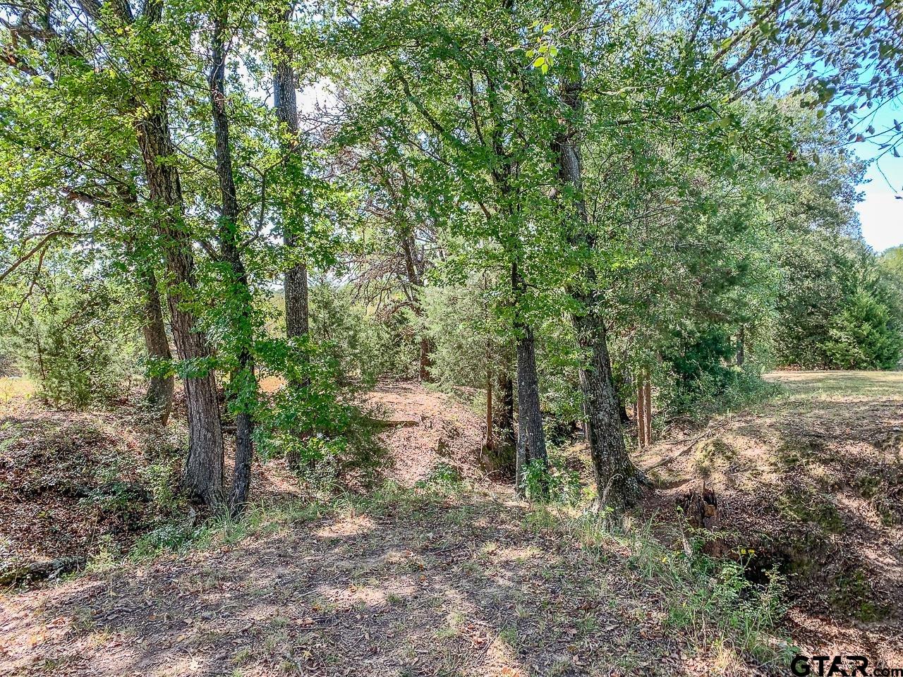 4450 Southwest County Road 3010 Mount Vernon, TX 75457 - Photo 26 of 39 a view of a forest filled with trees
