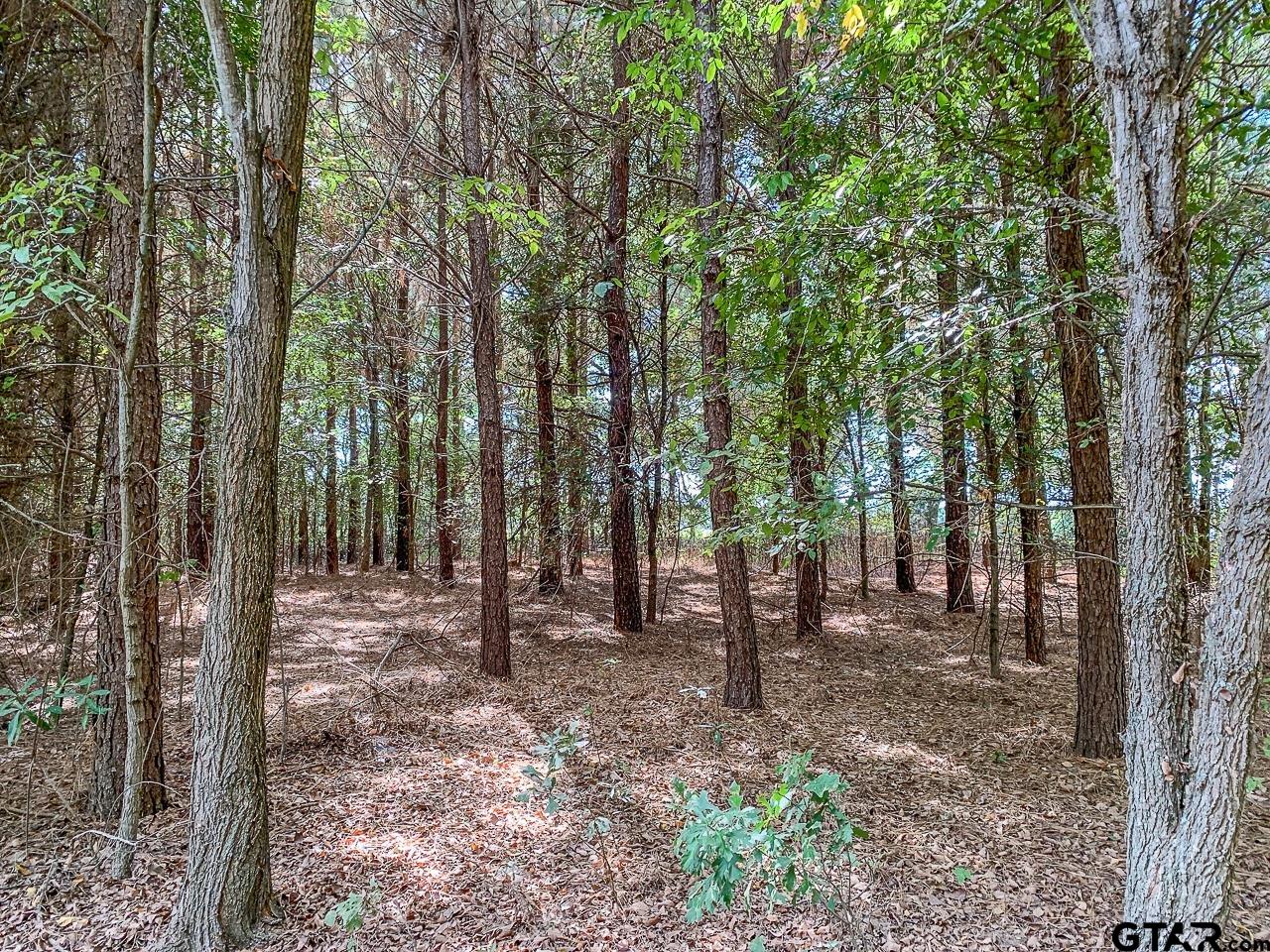 4450 Southwest County Road 3010 Mount Vernon, TX 75457 - Photo 35 of 39 a view of outdoor space with lots of trees