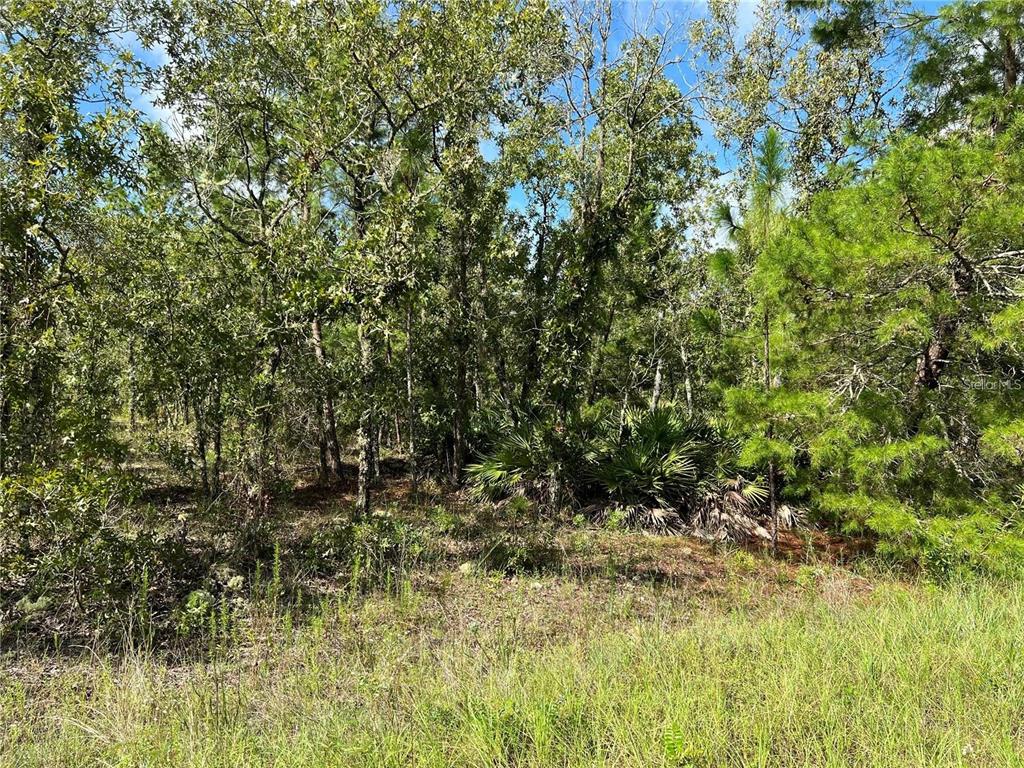 Tbd Southwest 93rd Street Dunnellon, FL 34432 - Photo 4 of 11 a view of a yard