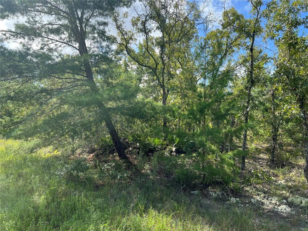 Tbd Southwest 93rd Street Dunnellon, FL 34432 - Photo 5 of 11 a view of a forest