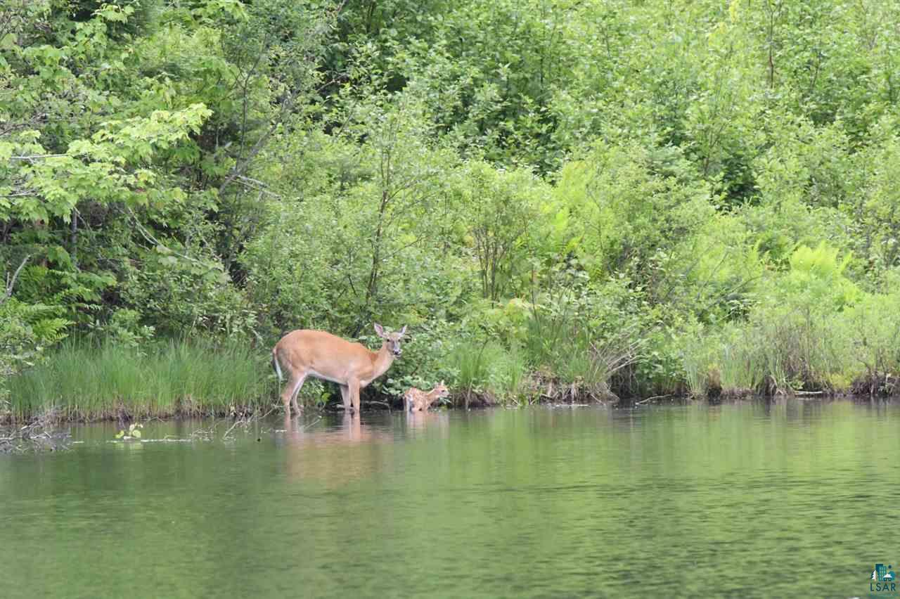 66451 Hanson Road Mellen, WI 54546 - Photo 15 of 46 Wildlife around