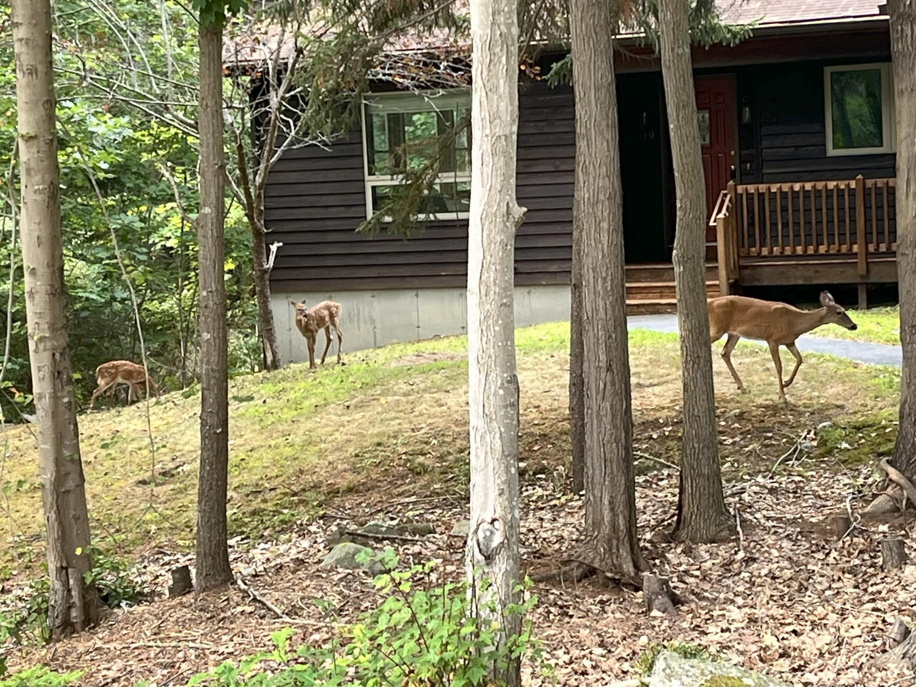 10 Wakefield Pasture Road Kennebunkport, ME 04046 - Photo 30 of 30 Deer Roam...