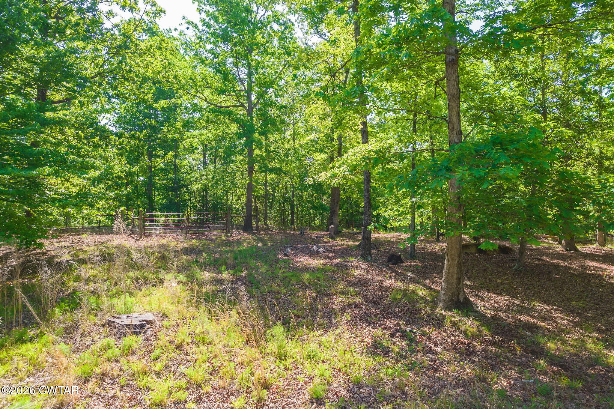 9402 Brooksie Thompson Road Bath Springs, TN 38311 - Photo 17 of 19 a view of a forest with trees