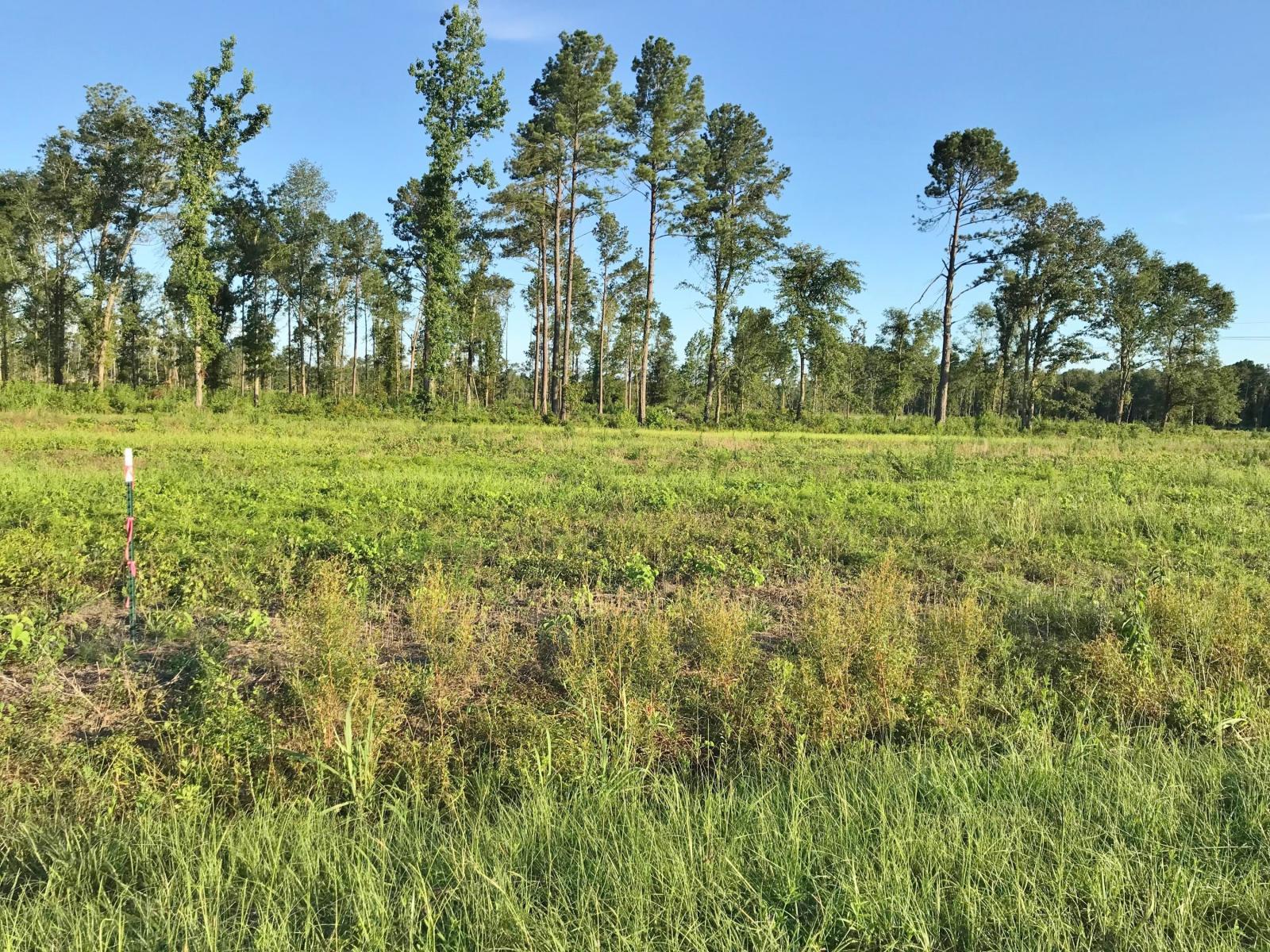 Lot 8 Jet Ridge Road Holly Hill, SC 29059 - Photo 2 of 3 20190701000229850281000000-o