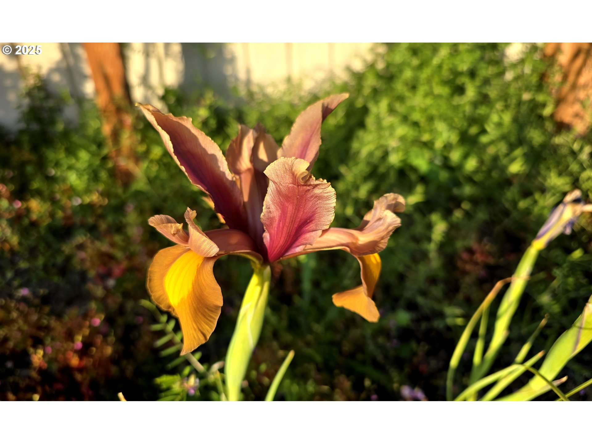 97972 Hallway Road, Unit 23 Brookings, OR 97415 - Photo 9 of 38 Garden