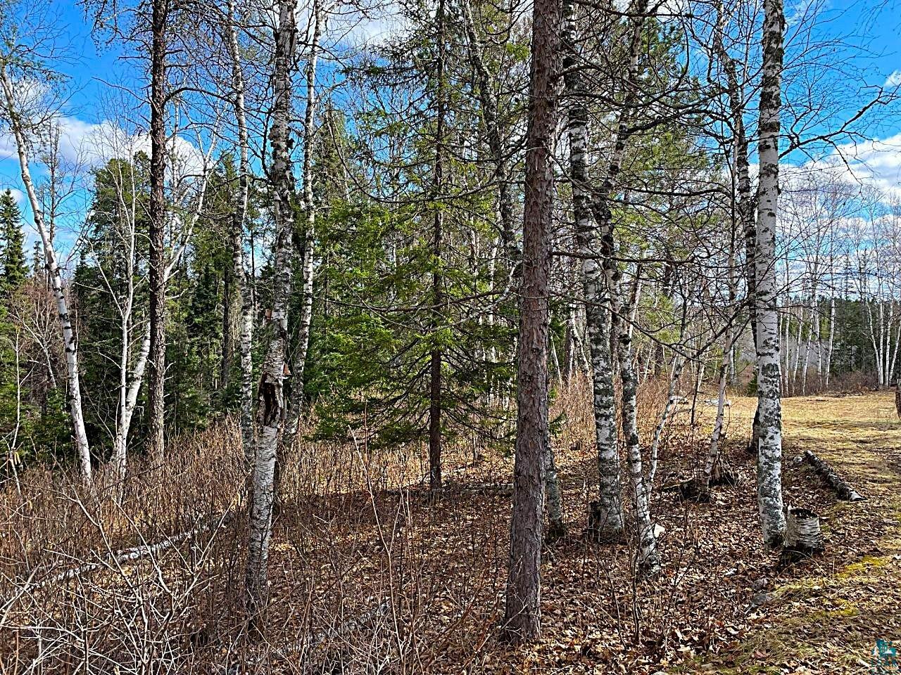 1480 Maijala Road Ely, MN 55731 - Photo 42 of 58 Expansive wooded parcel featuring mature deciduous and evergreen trees, with a cleared area offering potential for development