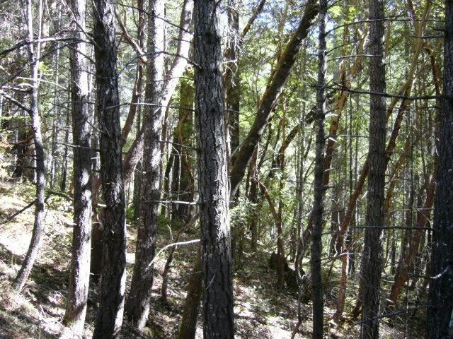 122 Acres Off Usfs Road Happy Camp, CA 96039 - Photo 3 of 25 Gallery Image 3