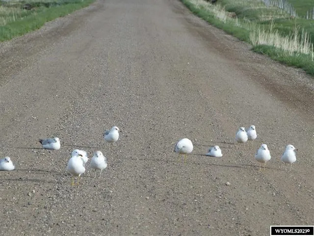 $165,000 | 84 Barkey Draw Draw, Unit DRAW, Buffalo, WY 82834