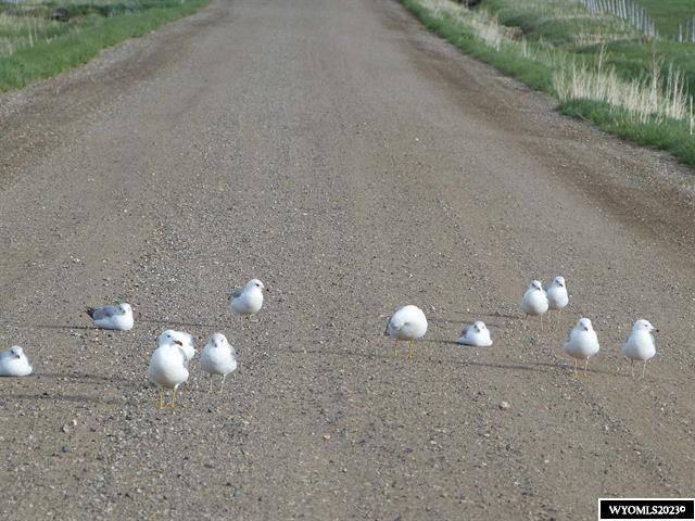 84 Barkey Draw Draw, Unit DRAW Buffalo, WY 82834 - Photo 2 of 7 seagulls