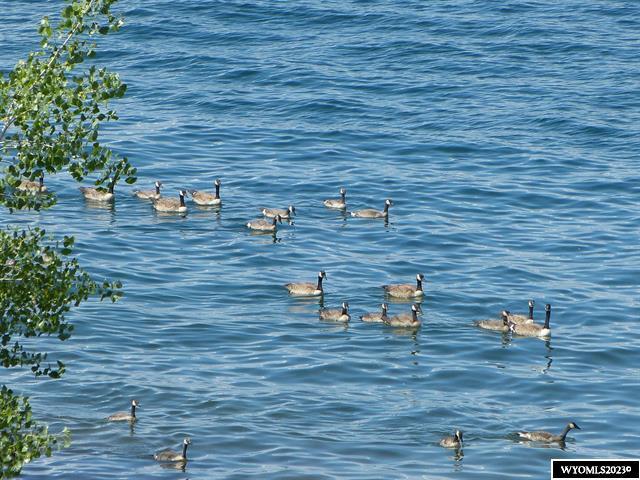 84 Barkey Draw Draw, Unit DRAW Buffalo, WY 82834 - Photo 4 of 7 geese on water