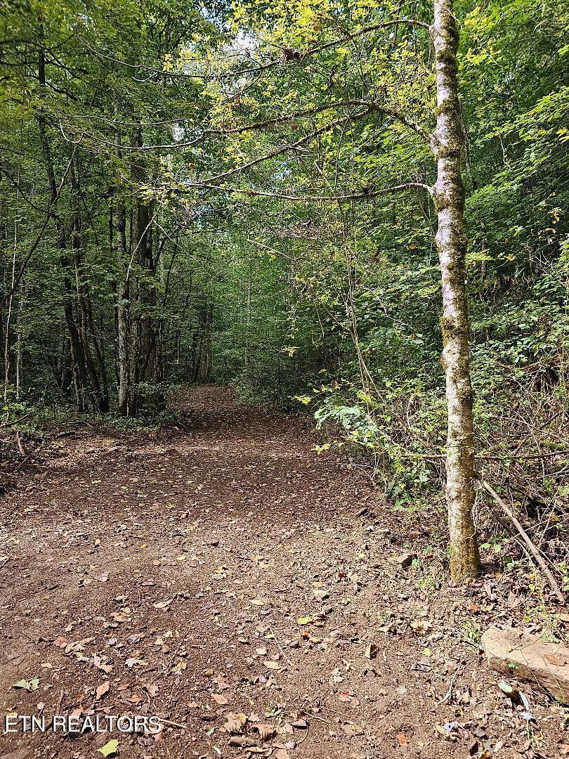 73.87-ac Mill Hollow Road Tazewell, TN 37879 - Photo 20 of 35 pic31