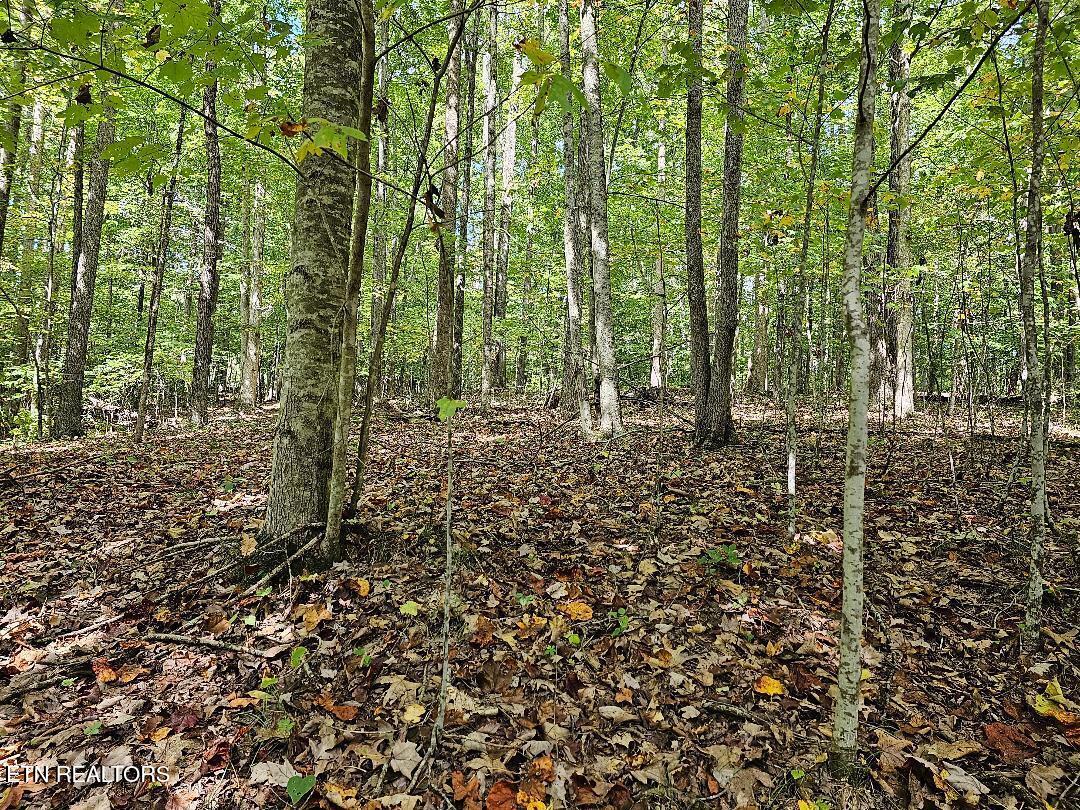 73.87-ac Mill Hollow Road Tazewell, TN 37879 - Photo 23 of 35 pic34