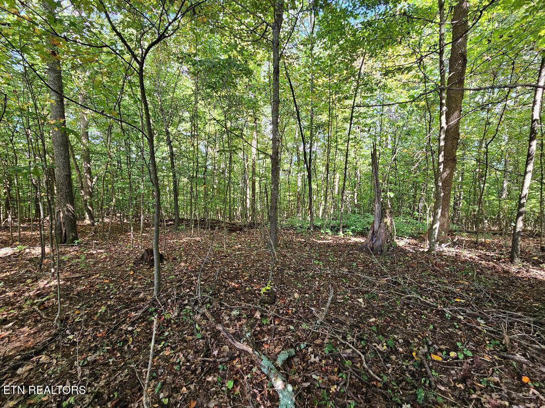 73.87-ac Mill Hollow Road Tazewell, TN 37879 - Photo 28 of 35 pic39