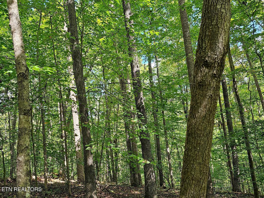 73.87-ac Mill Hollow Road Tazewell, TN 37879 - Photo 29 of 35 pic40