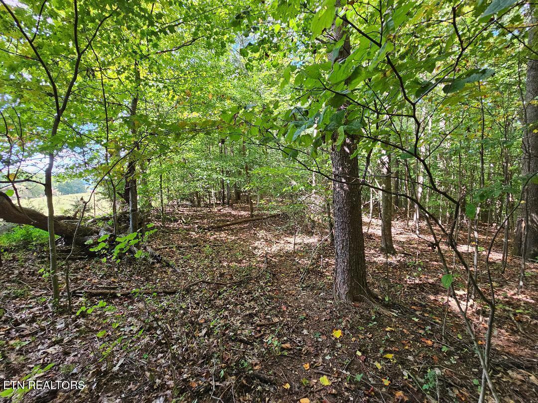 73.87-ac Mill Hollow Road Tazewell, TN 37879 - Photo 30 of 35 pic41