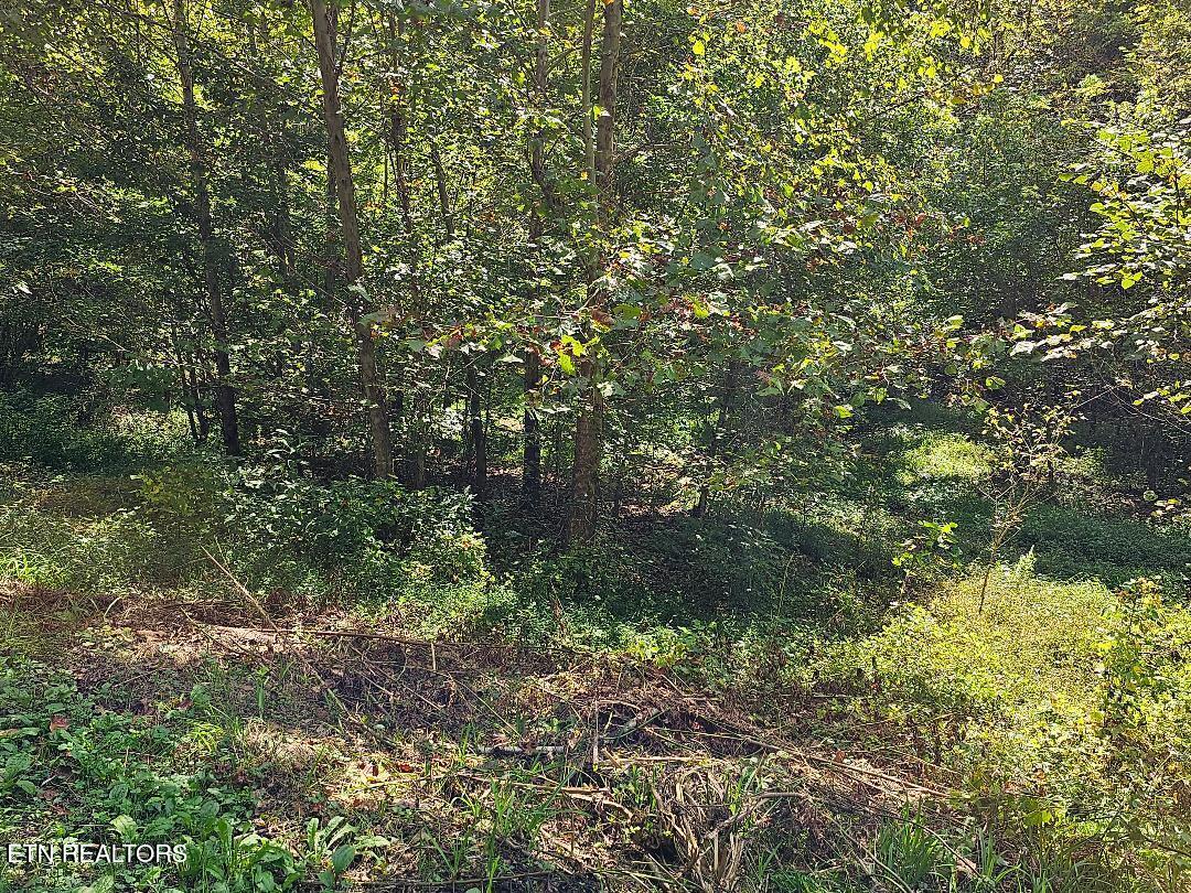 73.87-ac Mill Hollow Road Tazewell, TN 37879 - Photo 6 of 35 pic11