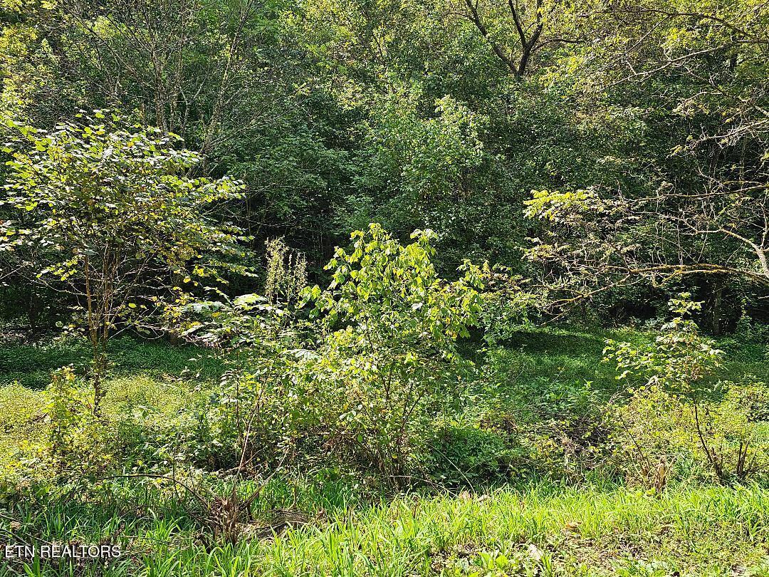 73.87-ac Mill Hollow Road Tazewell, TN 37879 - Photo 7 of 35 pic12
